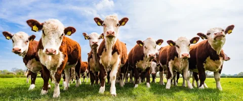 herd of hereford cows looking at the camera