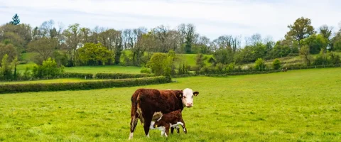 hereford cow feeding calf