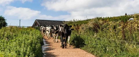 dairy cows walking in a line