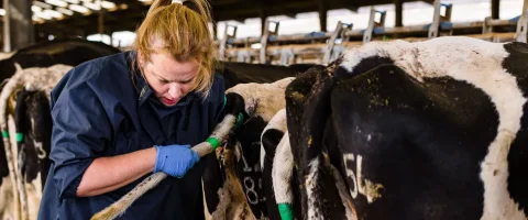 farm vet doing a rectal examination on a dairy cow