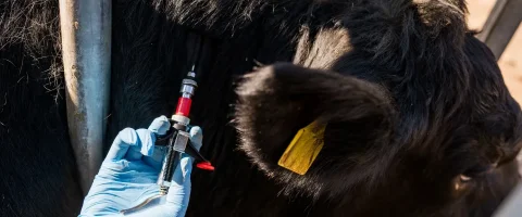image of TB being injected into a cow
