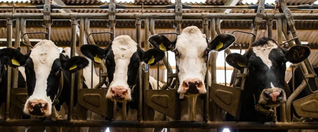 Dairy cows lined up in head yolks