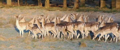 group of deer stood in a field