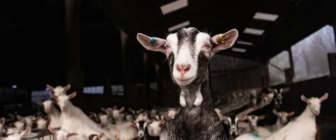 a goat looking at the camera