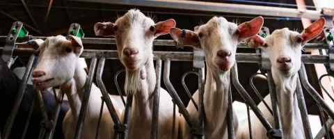 dairy goats in locking head yolks looking at camera