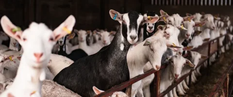 dairy goats all lined up looking at the camera in a barn