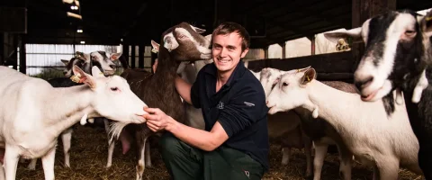 a farm vert in pen with dairy goats