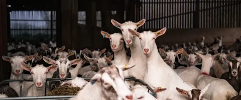 trio of dairy goats posing together in shed