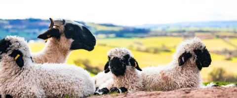 a flock of sheep