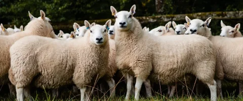 flock of sheep looking at the camera