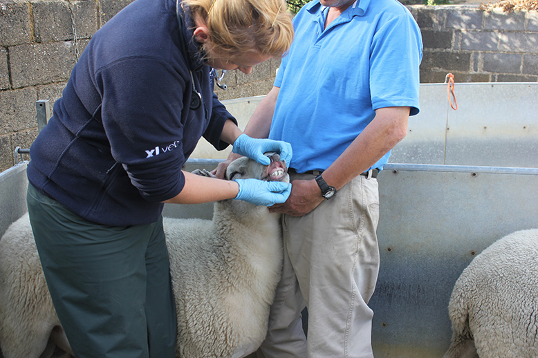 Tyndale Vet examining a sheep